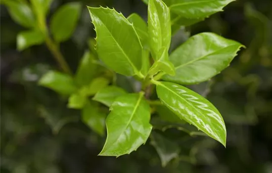 Ilex aquif.'J.C.van Tol'