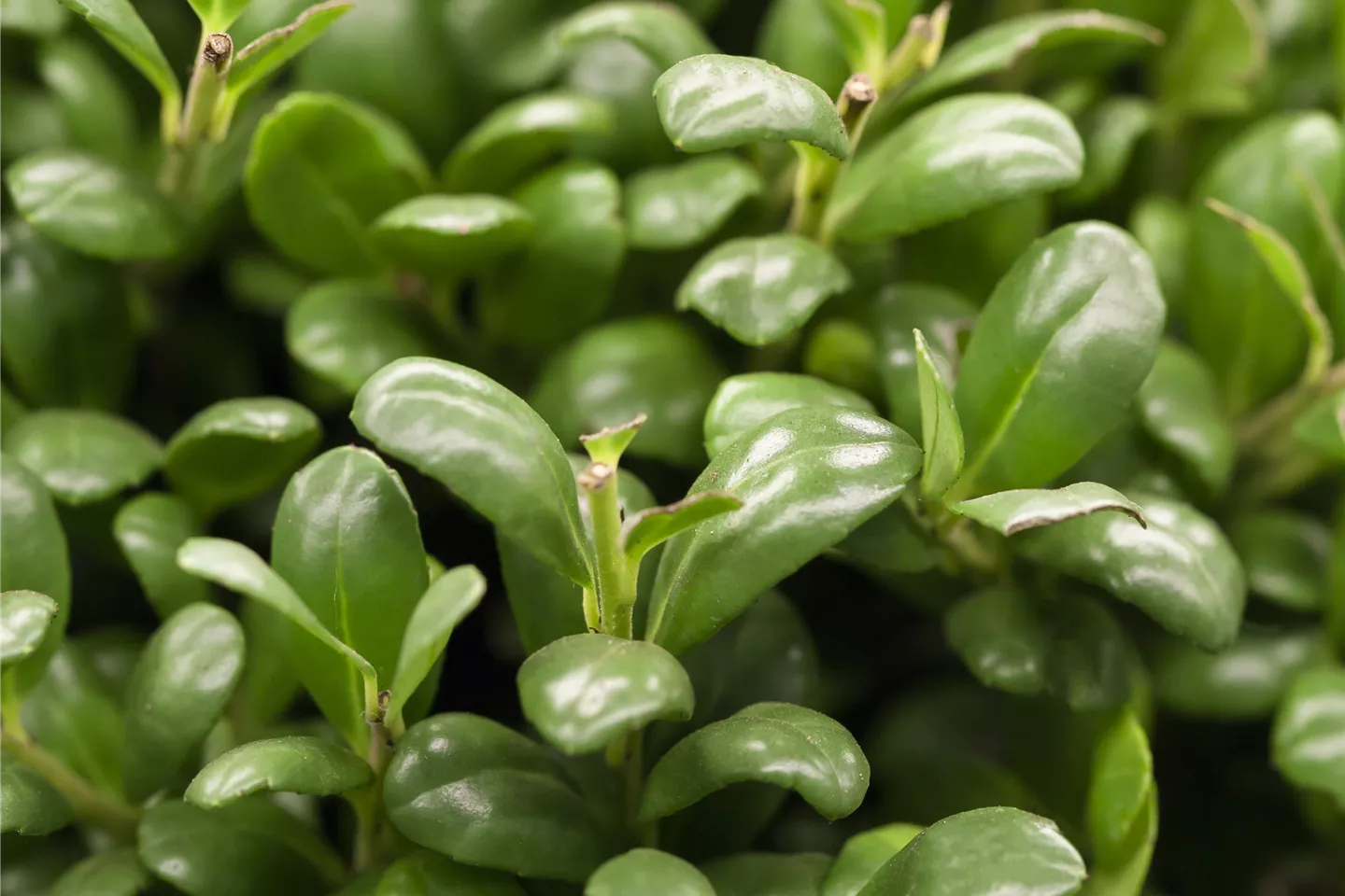 Immergrüne Immergrüne