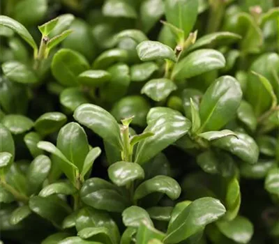 Ilex crenata 'Convexa' Ilex crenata 'Convexa'