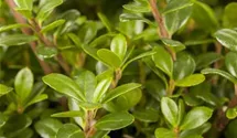 Berg-Ilex 'Glorie Gem'
