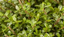Berg-Ilex 'Glorie Gem'