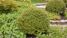 Berg-Ilex 'Glorie Gem'