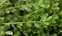 Berg-Ilex 'Glorie Gem'