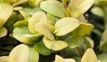 Berg-Ilex 'Glorie Gem'