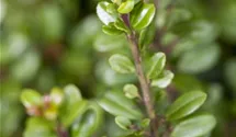 Berg-Ilex 'Glorie Gem'