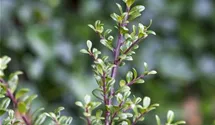Berg-Ilex 'Glorie Gem'