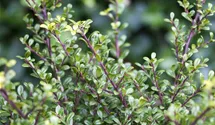 Berg-Ilex 'Glorie Gem'