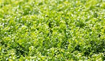 Berg-Ilex 'Glorie Gem'