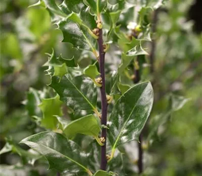 Ilex meserveae 'Blue Angel' -R- Ilex meserveae 'Blue Angel' -R-