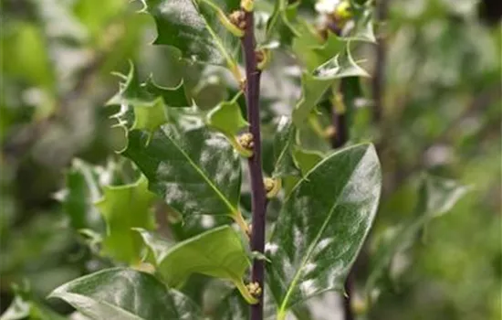 Ilex meserveae 'Blue Angel' -R-