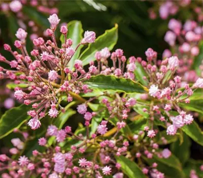 Kalmia latifolia Kalmia latifolia