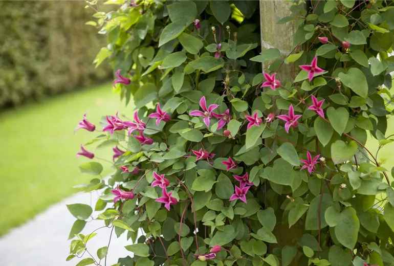 Clematis texensis 'Princess Diana' Clematis texensis 'Princess Diana'