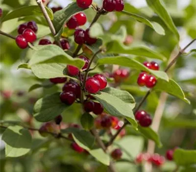 Lonicera xylosteum Lonicera xylosteum