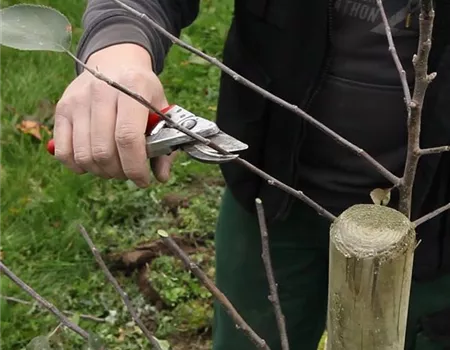 Obstbaumschnitt im Winter