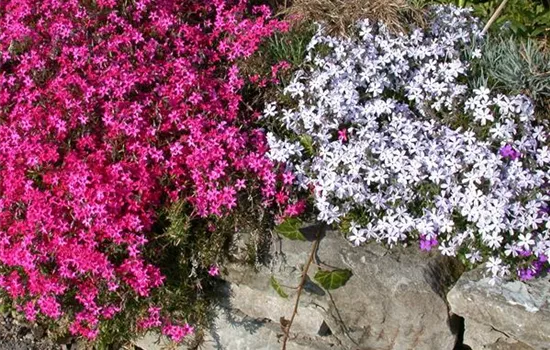 Phlox subulata 'Scarlet Flame'