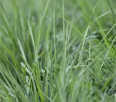 Briza media Briza media