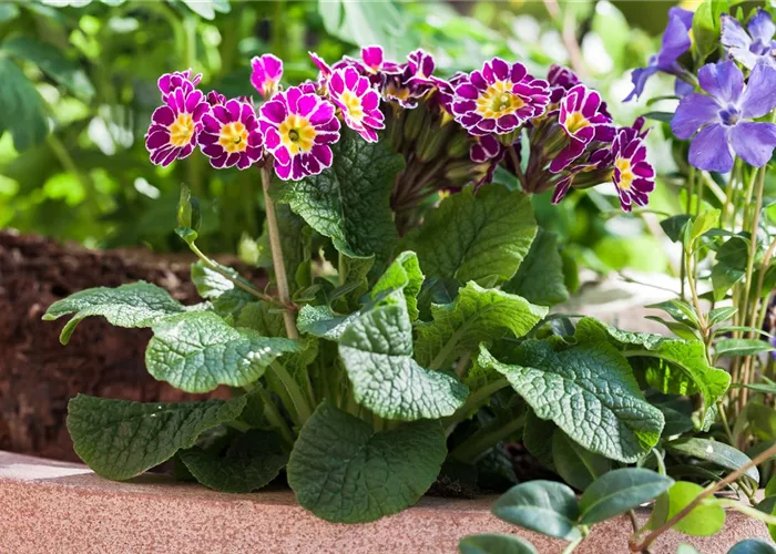 Tolle Frühblüher starten bunt ins Gartenjahr