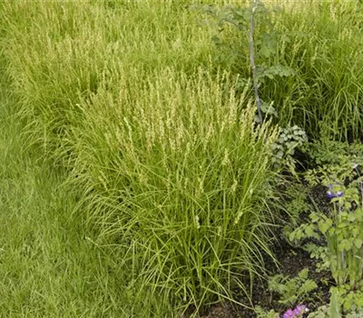 Carex muskingumensis Carex muskingumensis