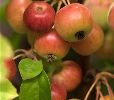 Malus 'Evereste' -R- Malus 'Evereste' -R-