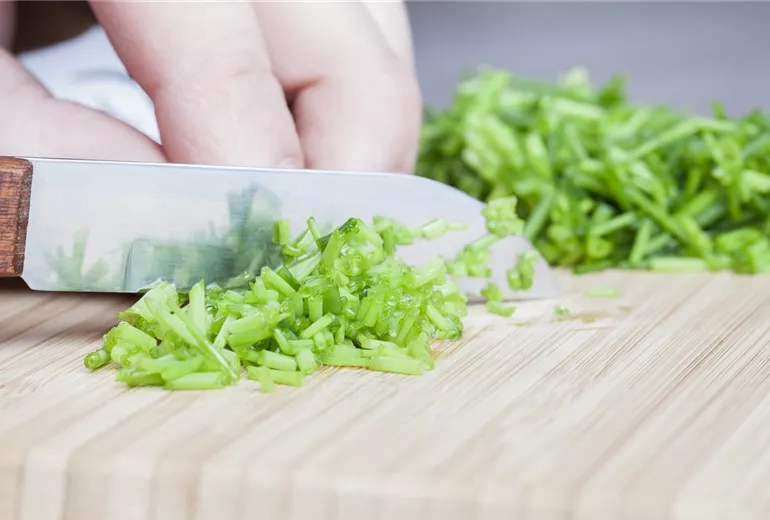 Allium schoenoprasum Allium schoenoprasum