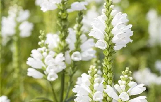 Physostegia virginiana 'Summer Snow'