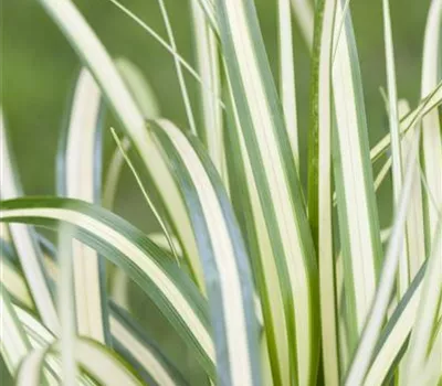 Carex ornithopoda 'Variegata' Carex ornithopoda 'Variegata'