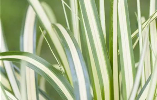 Carex ornithopoda 'Variegata'