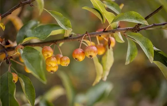 Malus 'Pomzai' -R-