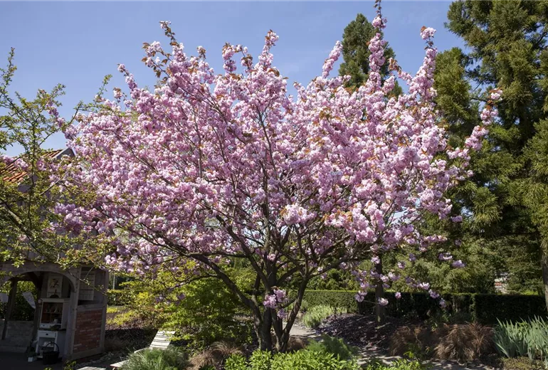 Prunus, Zierkirsche