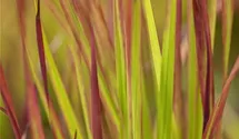 Blutgras