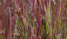 Blutgras
