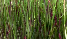 Blutgras