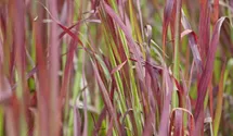 Blutgras