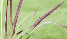 Blutgras