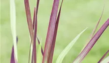 Blutgras