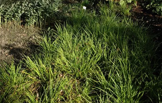 Luzula sylvatica 'Marginata'