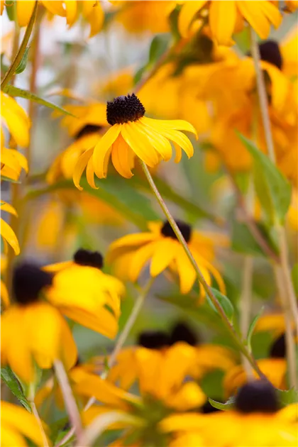 Rudbeckia fulgida sullivantii 'Goldsturm'