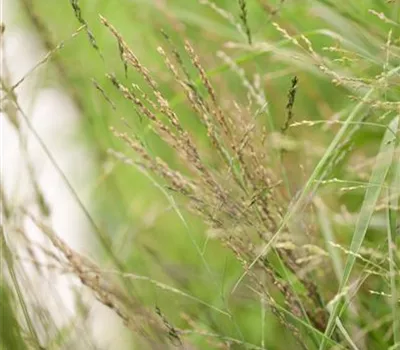 Molinia arundinacea 'Transparent'