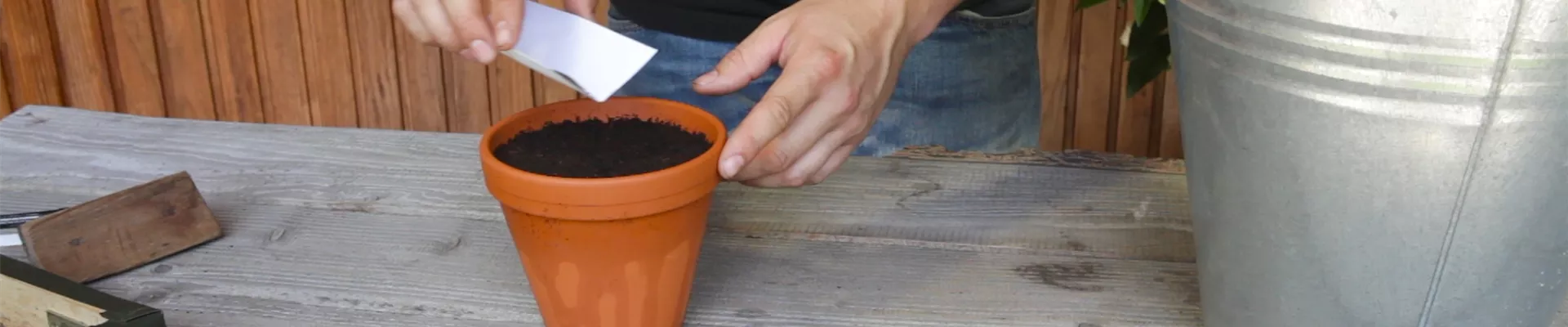 Estragon - Aussäen von Samen (thumbnail) Estragon - Aussäen von Samen (thumbnail)