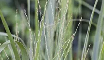 Garten-Ruten-Hirse 'Northwind'