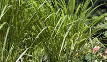 Garten-Ruten-Hirse 'Northwind'