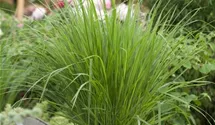 Garten-Ruten-Hirse 'Northwind'