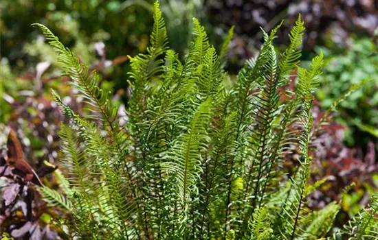 Blechnum spicant