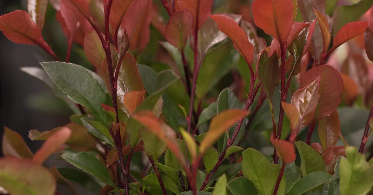 Photinia fraseri 'Little Red Robin'