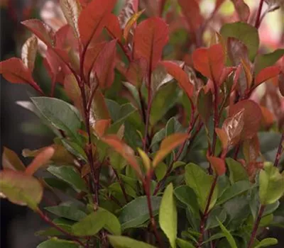 Photinia fraseri 'Little Red Robin' Photinia fraseri 'Little Red Robin'