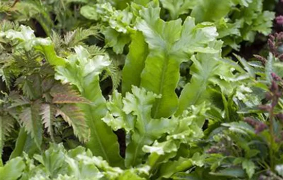 Asplenium i.S.