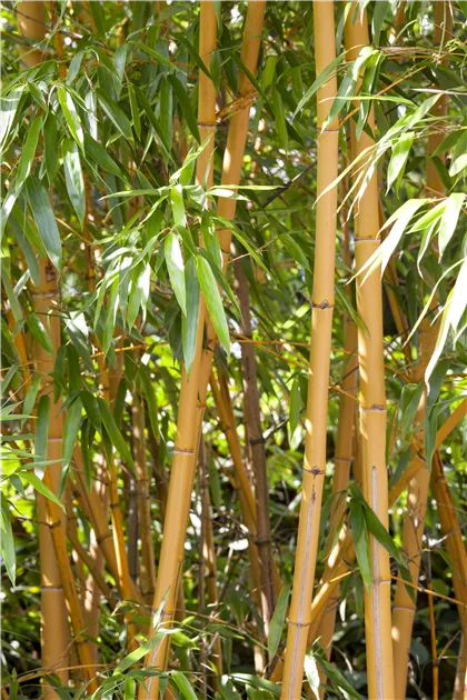 Phyllostachys aurea