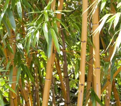 Phyllostachys aurea Phyllostachys aurea