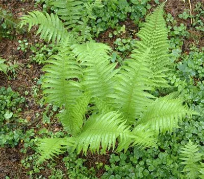 Polystichum setiferum 'Proliferum'