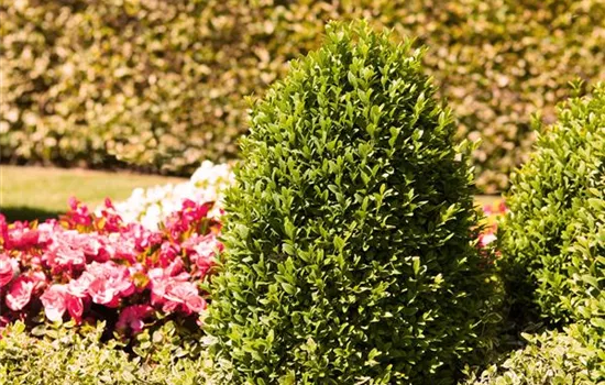 Alles über Buchs Alles über Buchs